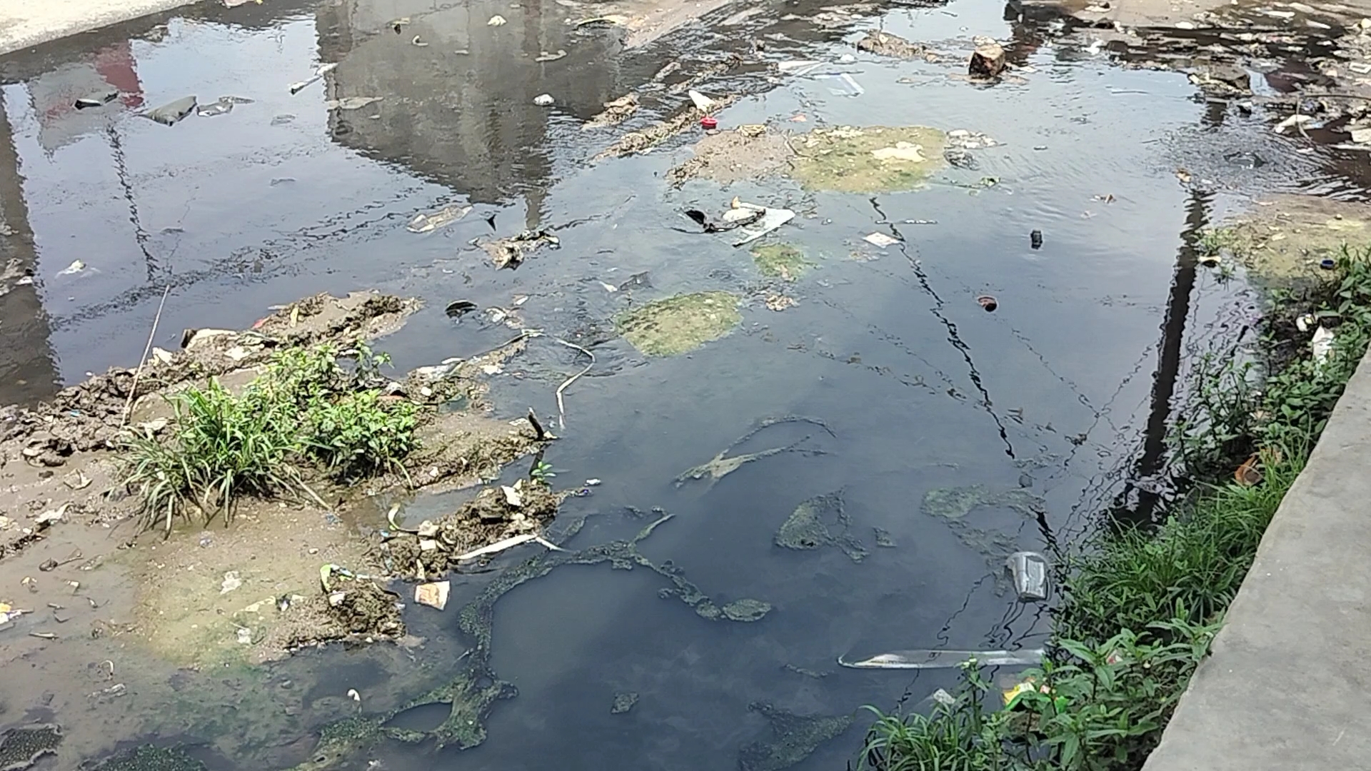 बारिश ने खोली नगर परिषद की पोल, शास्त्री नगर वार्ड-19 में कई दिनों से सड़क पर जमा है गंदा पानी