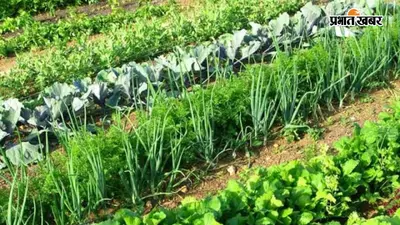 बेगूसराय के किसानों को मसाला फसलों की खेती पर मिलेगा 40% अनुदान, दो हेक्टेयर तक ₹40 हजार की सब्सिडी