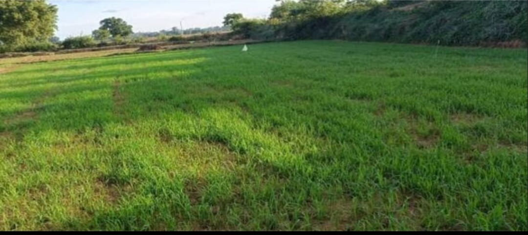 नवादा में बारिश ने बढ़ाई किसानों की बेचैनी, मेसकौर में सूखे खेत, धान की रोपनी पर संकट