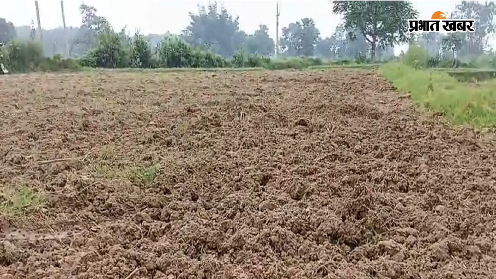भोजपुर : बारिश नहीं होने से नलकूप के सहारे धान बचा रहे किसान, शाहपुर में बढ़ा सिंचाई का संकट