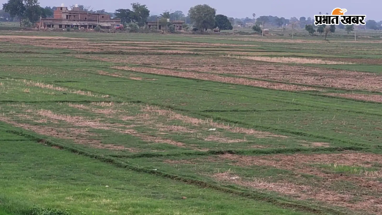 औरंगाबाद : मानसून की सुस्त चाल से खेती पर संकट, पानी के अभाव में धान रोपनी ठप