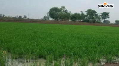 बक्सर में बारिश की कमी से धान की रोपनी प्रभावित, लक्ष्य के मुकाबले केवल 3 प्रतिशत खेती हुई