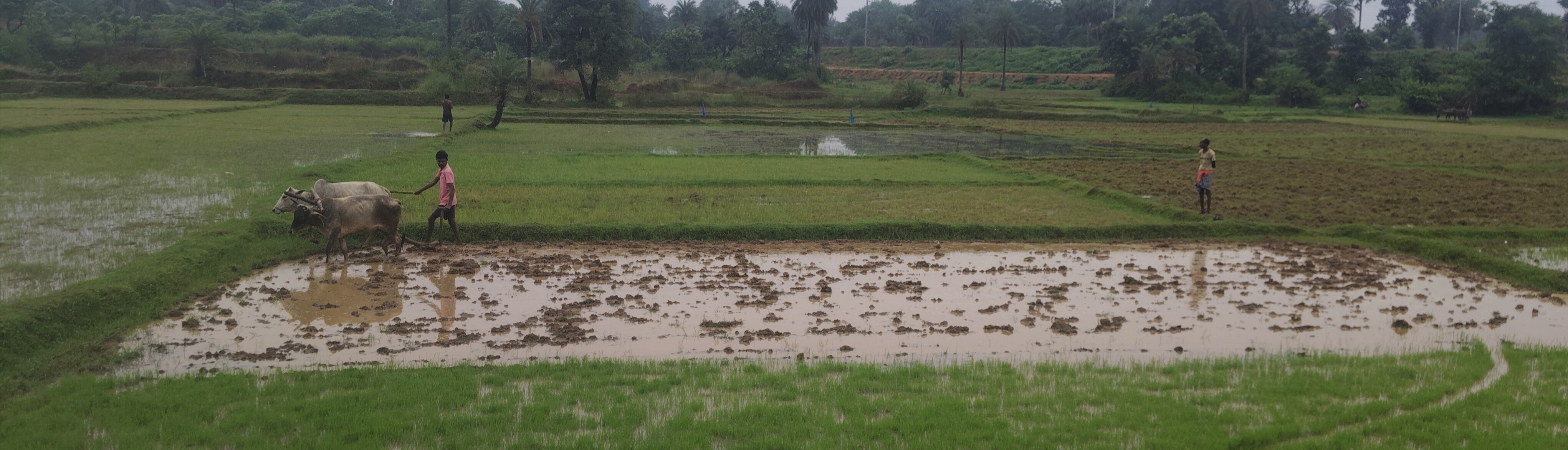 झमाझम बारिश से खेतों में लौटी रौनक, धान रोपनी ने पकड़ी रफ्तार