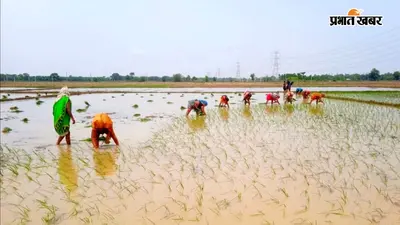 डुमरांव में धान रोपनी ने पकड़ी रफ्तार, अब तक 500 हेक्टेयर में हुई खेती, किसान अच्छी बारिश के इंतजार में