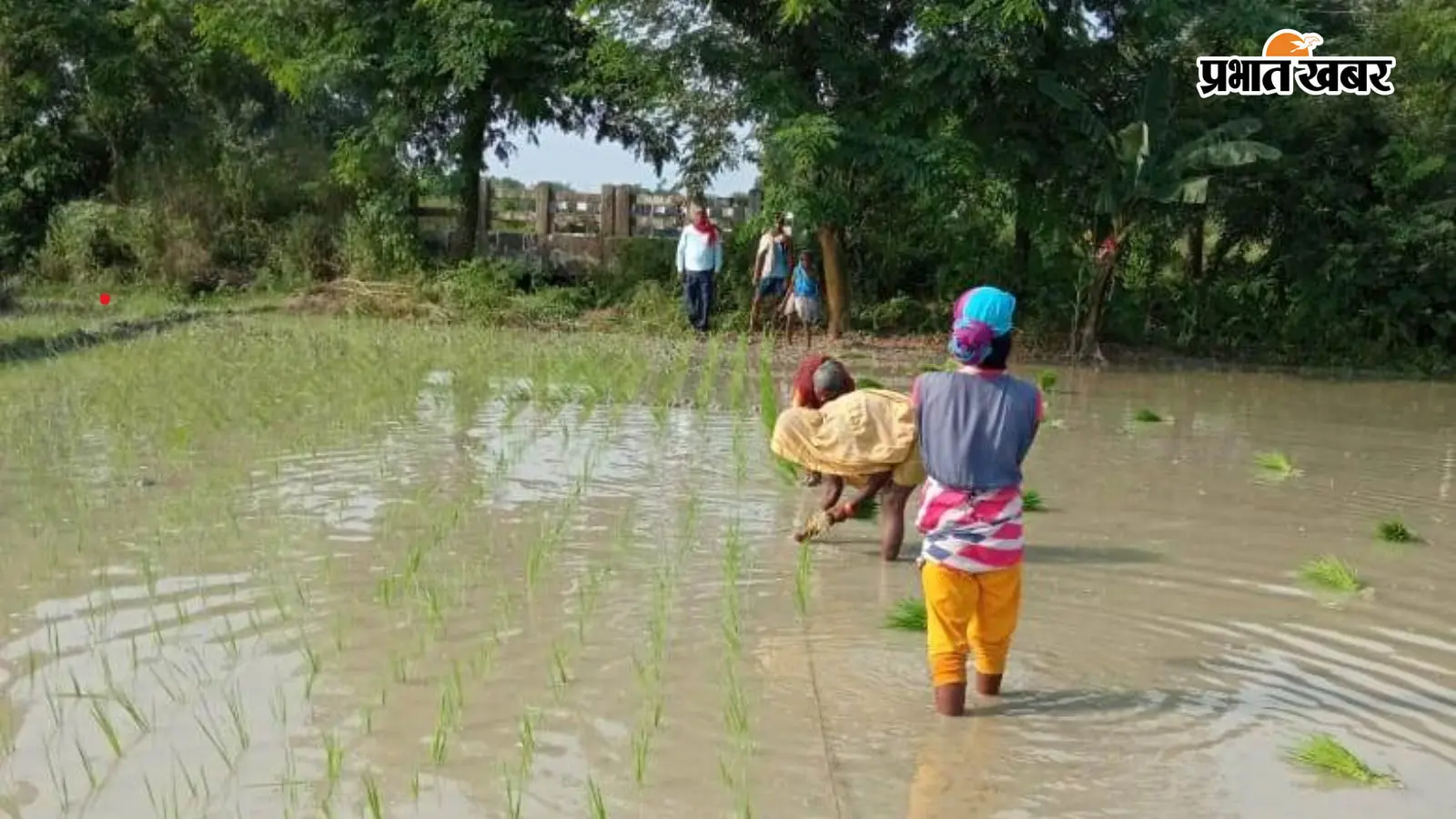 सारण में मानसून सक्रिय होते ही धान की रोपनी तेज, किसानों के चेहरे खिले, मक्का और सब्जी उत्पादकों की बढ़ी चिंता
