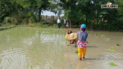सारण में मानसून सक्रिय होते ही धान की रोपनी तेज, किसानों के चेहरे खिले, मक्का और सब्जी उत्पादकों की बढ़ी चिंता