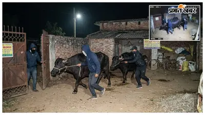 मोरवा में दो भैंसों की चोरी, सीसीटीवी में कैद हुई वारदात