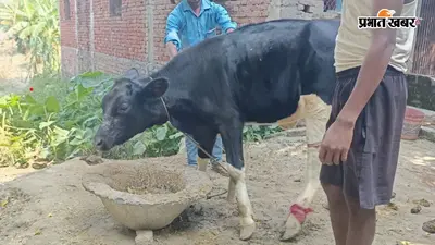 गोपालगंज: भोरे में आज से शुरू होगा एफएमडी टीकाकरण अभियान, 25 हजार पशुओं को लगाया जाएगा मुफ्त टीका