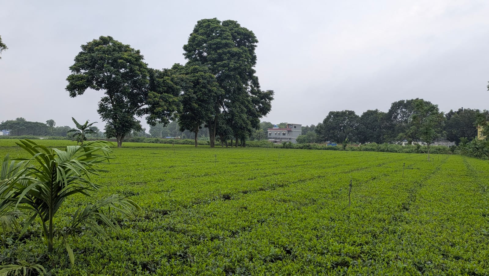 किशनगंज में मौसम का बदला मिजाज: उमस भरी गर्मी से राहत पर मूसलाधार बारिश का इंतजार