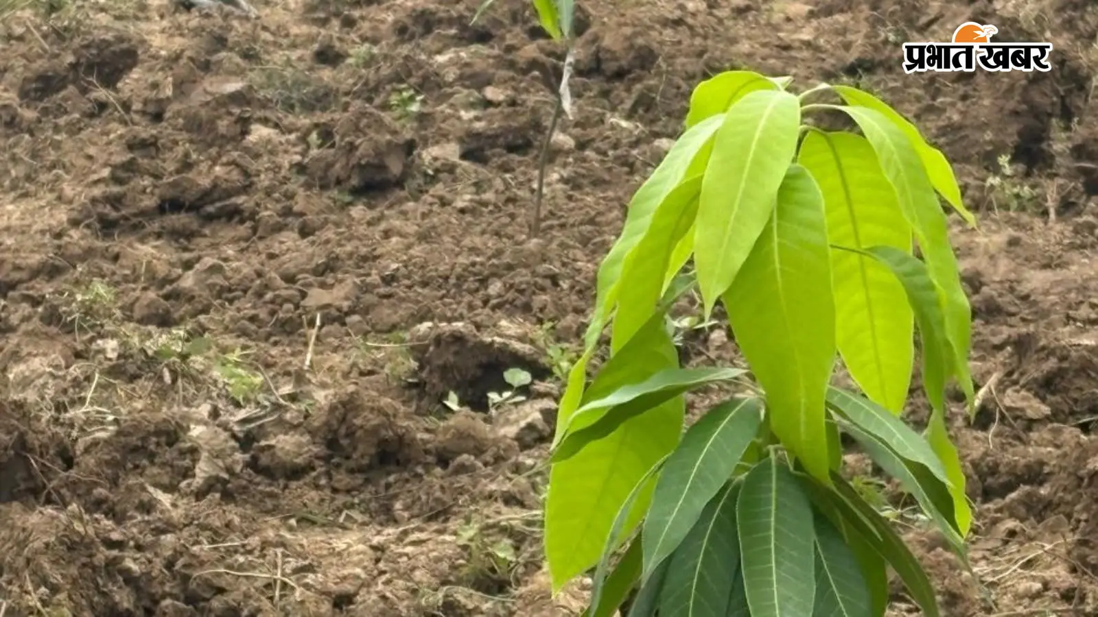 औरंगाबाद में नई तकनीक से किसान ने शुरू की विदेशी फलों की खेती, बढ़ी आय की नई उम्मीद