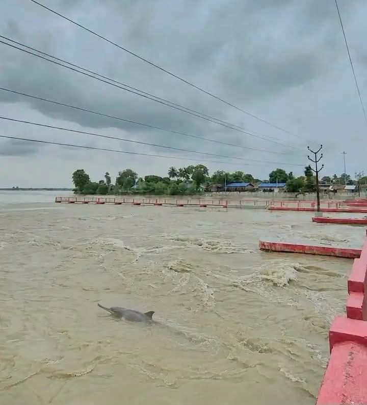 कोसी बराज में जलस्तर बढ़ने के बाद नजर आई गंगा डॉल्फिन, बढ़ी संरक्षण की उम्मीद