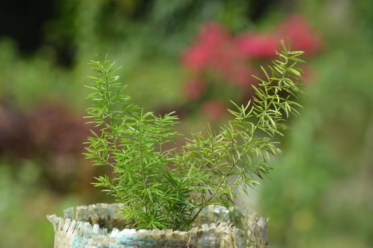 PC: Freepik 