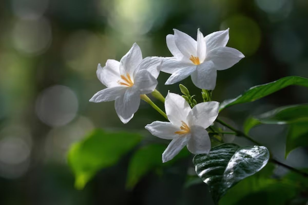 PC: Freepik 
