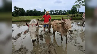 पांचाटि पूजा के साथ धान रोपाई की हुई शुरुआत, खेतों में लौटी रौनक