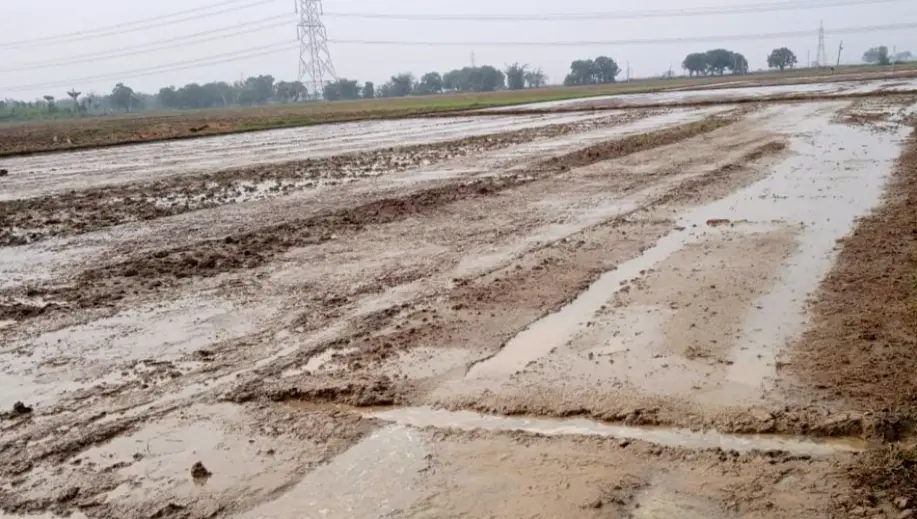 बक्सर: डुमरांव में हल्की बारिश से धान रोपनी में आई तेजी, गर्मी से भी लोगों को राहत