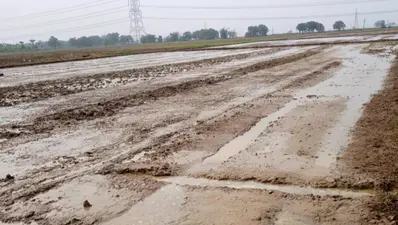 बक्सर: डुमरांव में हल्की बारिश से धान रोपनी में आई तेजी, गर्मी से भी लोगों को राहत