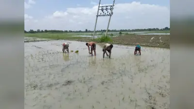 सीवान: नौतन में समय पर बारिश बनी किसानों के लिए वरदान, डीजल खर्च से मिली राहत