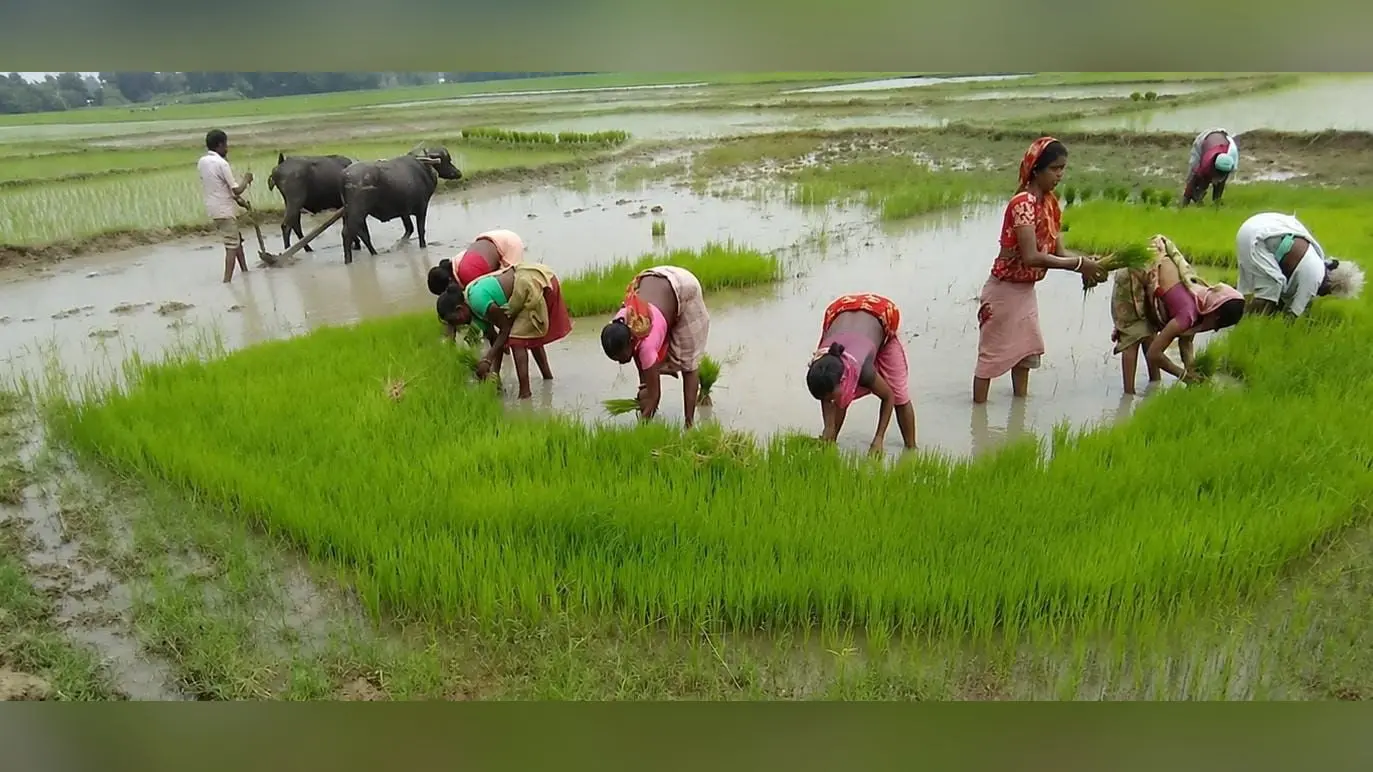 जुलाई में अब तक 167 मिमी बारिश, सुस्त पड़ी खेती में आयी तेजी