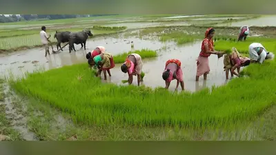 जुलाई में अब तक 167 मिमी बारिश, सुस्त पड़ी खेती में आयी तेजी