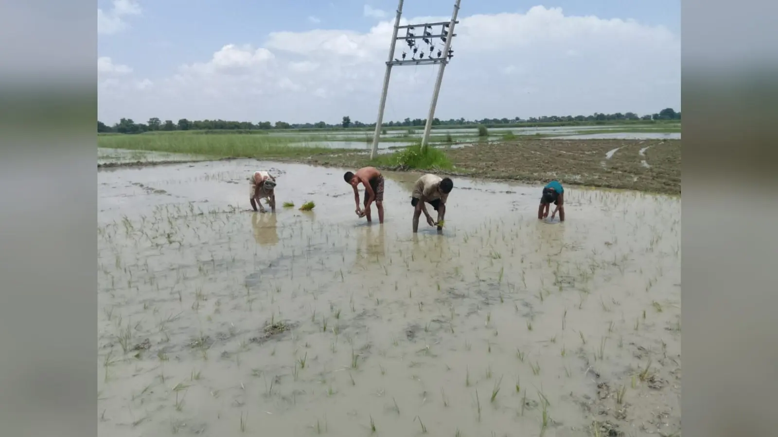 सीवान में बारिश बनी किसानों की उम्मीद, 49.85 प्रतिशत धान की रोपनी पूरी, तेजी से बढ़ रहा रकबा