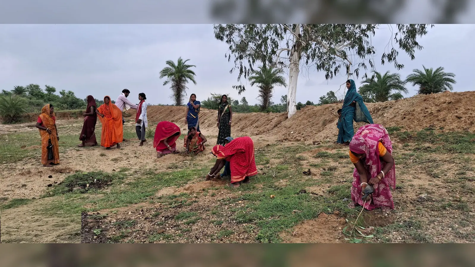 बांका में किसानों के लिए कृषि वानिकी योजना शुरू: हर पौधे पर मिलेंगे ₹70 वापस, 31 जुलाई तक आवेदन का मौका
