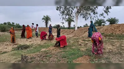 बांका में किसानों के लिए कृषि वानिकी योजना शुरू: हर पौधे पर मिलेंगे ₹70 वापस, 31 जुलाई तक आवेदन का मौका