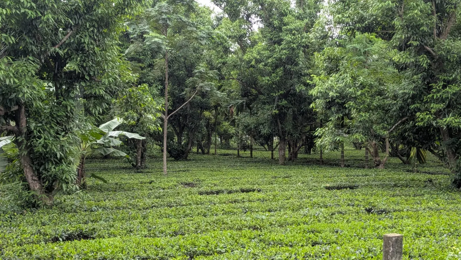 किशनगंज में मानसून का रौद्र रूप: 72 घंटे भारी बारिश और 'फ्लैश फ्लड' का हाई अलर्ट