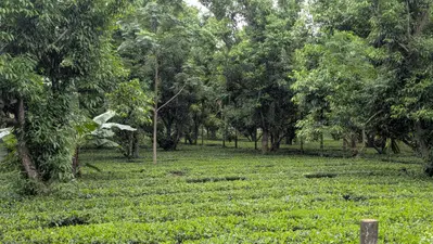 किशनगंज में मानसून का रौद्र रूप: 72 घंटे भारी बारिश और 'फ्लैश फ्लड' का हाई अलर्ट