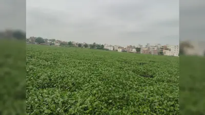 करोड़ों खर्च के बाद भी जलकुंभी से पटी मोतीझील, सौंदर्यीकरण पर उठे सवाल