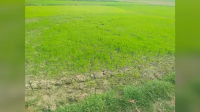 जहानाबाद में कमजोर मानसून से धान की रोपनी पर संकट, अब तक सिर्फ 12% लक्ष्य हुआ पूरा