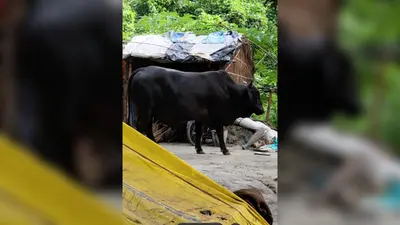 गोढ़वा पंचायत में आवारा सांड का आतंक, कई लोग घायल, किसानों की फसल भी हो रही बर्बाद