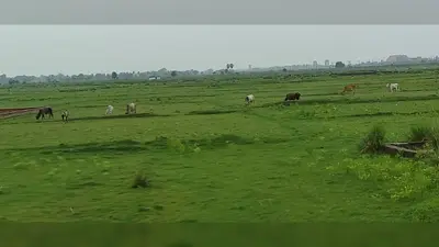 नालंदा : कमजोर मानसून से खरीफ खेती पर बड़ा संकट, धान की रोपनी ठप होने से खेतों में चर रहे मवेशी