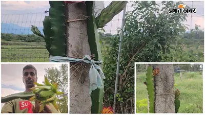 बंजर जमीन पर उगाया 'लाल सोना', ड्रैगन फ्रूट की खेती से बदल रही लातेहार के किसान की तकदीर