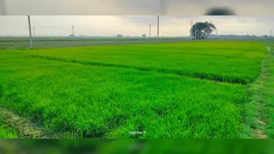 झमाझम बारिश से धान के बिचड़े को मिली नयी जान, किसानों के चेहरे खिले