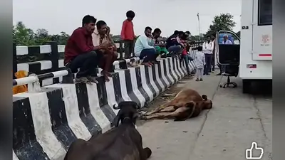 गौड़ाबौराम में तेज रफ्तार स्कॉर्पियो की चपेट में आने से दो गायों की मौत, भैंस घायल