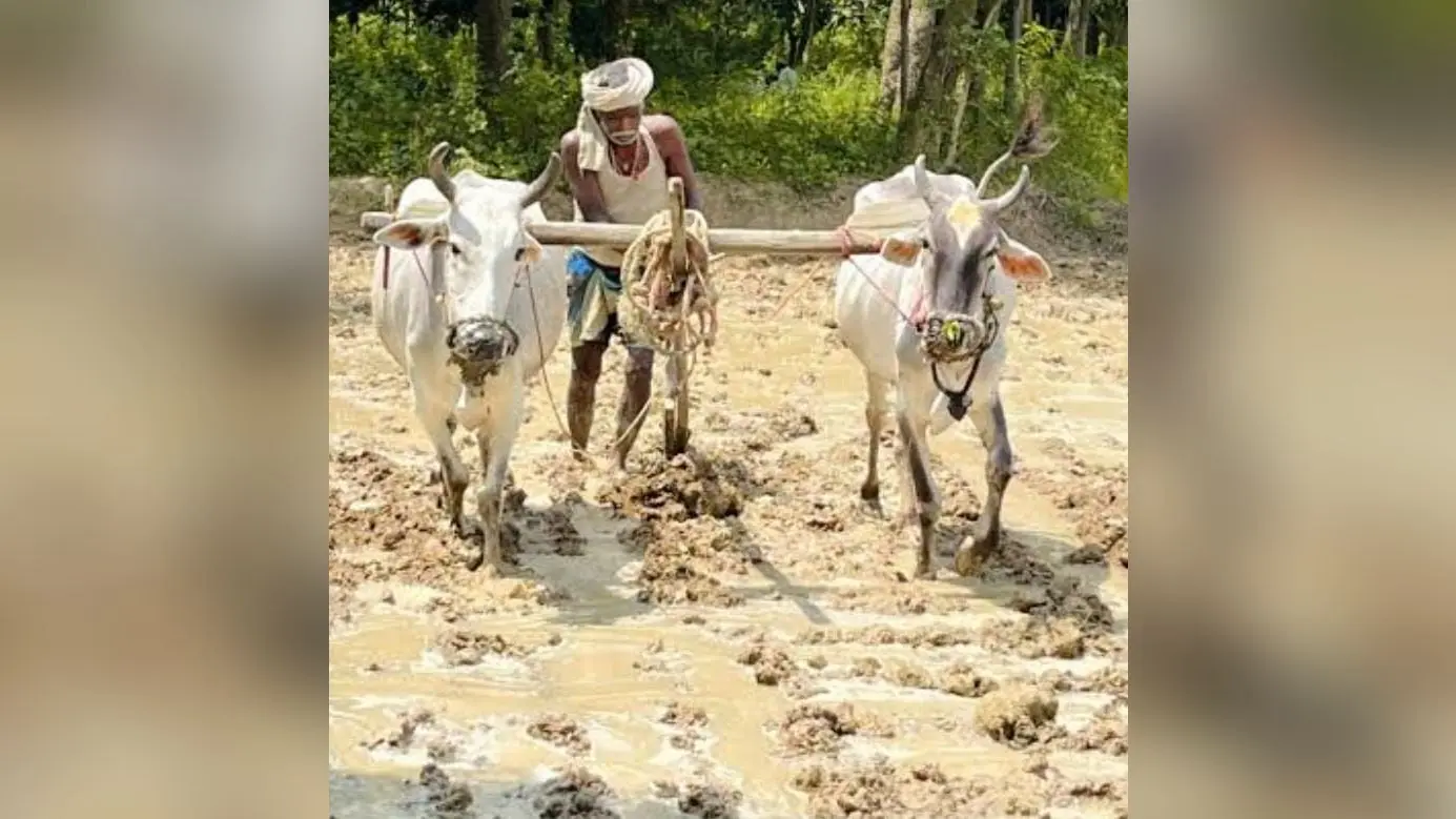 ट्रैक्टर के दौर में भी जिंदा है हल-बैल से खेती की परंपरा