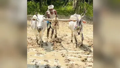 ट्रैक्टर के दौर में भी जिंदा है हल-बैल से खेती की परंपरा