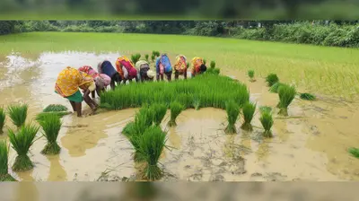 चांडिल डैम से नहरों में छोड़ा गया पानी, धान रोपनी में जुटे किसान