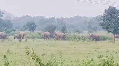 सुतरी गांव पहुंचा 40-45 जंगली हाथियों का झुंड, ग्रामीणों में दहशत