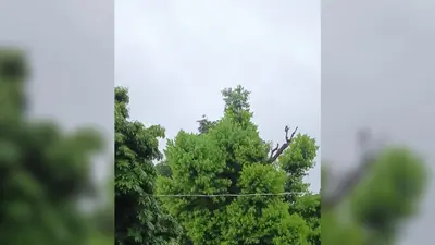 पूर्णिया में बारिश संग ठंडी बयार से मौसम हुआ खुशनुमा: झमाझम फुहारों के बीच 'मिनी दार्जिलिंग' सा अहसास