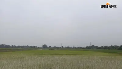 बिहारशरीफ : हरनौत में मानसून की सुस्ती से धान रोपाई प्रभावित, अब तक सिर्फ 50 प्रतिशत ही लक्ष्य पूरा