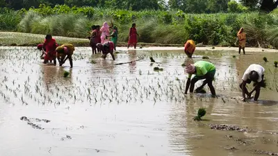 GI टैग मिलने के बाद मर्चा धान और चिउड़ा की देशभर में बढ़ी मांग, खेती के विस्तार की तैयारी