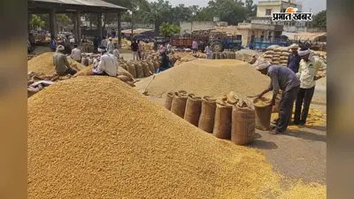 सहरसा मंडी में मक्का-गेहूं के दाम पड़े नरम, चावल ने दिखाई मजबूती, जानिए आज का ताजा भाव