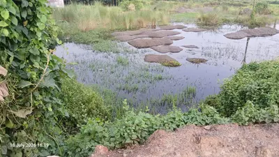 भागलपुर के कहलगांव में फोरलेन बना, लेकिन बंद हो गया पानी का रास्ता! 20 एकड़ फसल पर संकट, किसानों ने NHAI से लगाई गुहार
