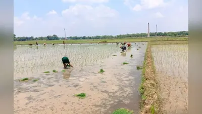 बक्सर: डुमरांव में देर रात हुई बारिश से किसानों के चेहरे खिले, धान रोपनी ने पकड़ी रफ्तार, खेतों में लौटी रौनक
