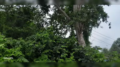 बांका में बिजली के पोल पर उग आया 'जंगल', हल्की बारिश में ठप हो जाती है सप्लाई, पंजवारा के लोगों ने उठाए सवाल