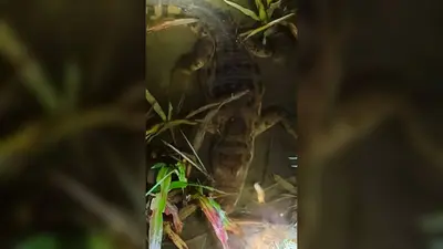 बासी नदी में दिखा विशाल मगरमच्छ, भितहा के कई गांवों में दहशत; वन विभाग से कार्रवाई की मांग