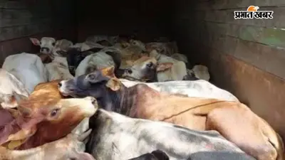 कैमूर में पशु, शराब और मादक पदार्थो की तस्करी के खिलाफ विशेष अभियान, करोड़ों की नेटवर्क पर ताबड़तोड़ कार्रवाई