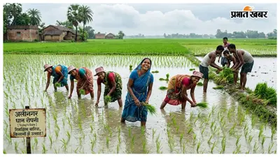 अलीनगर में रिमझिम बारिश से धान रोपनी ने पकड़ी रफ्तार, किसानों के खिले चेहरे