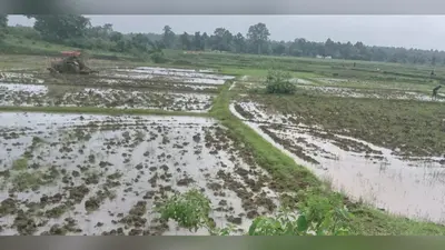 बिचड़ा तैयार होते ही रांची के खलारी में धनरोपनी में जुटे किसान